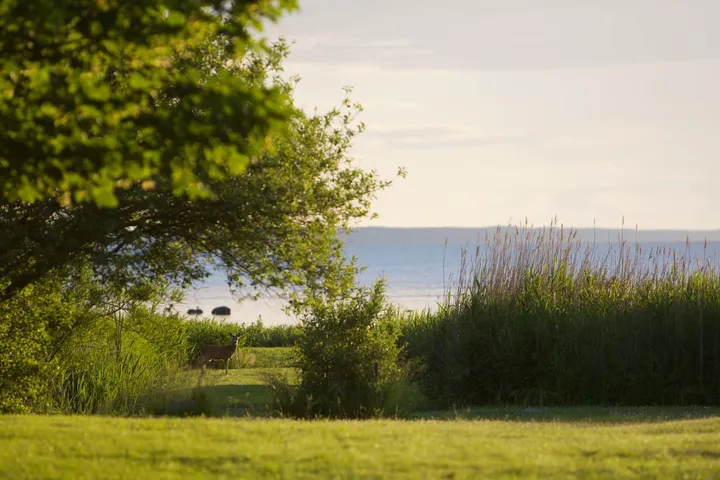 Rådyr i haven ved sommerhuset med Isefjorden i baggrunden
